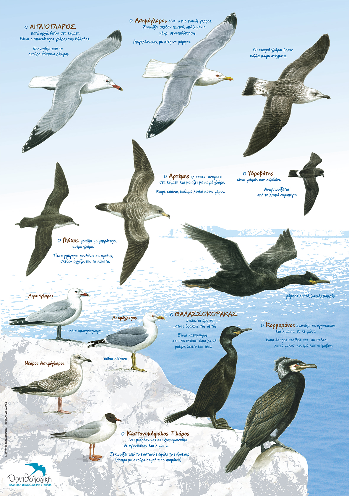 Seabirds of the Greek Seas ORNITHOLOGIKI