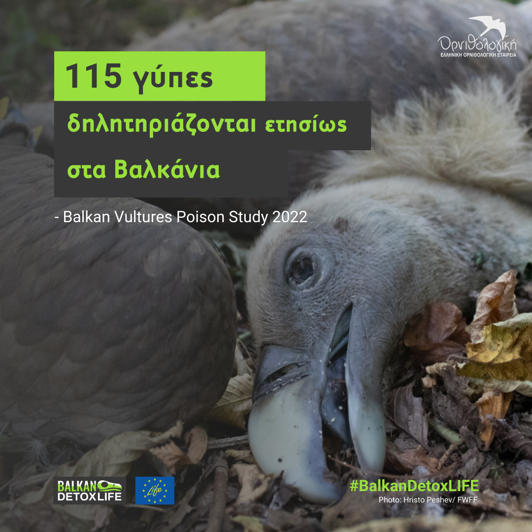 115 vultures poisoned GR