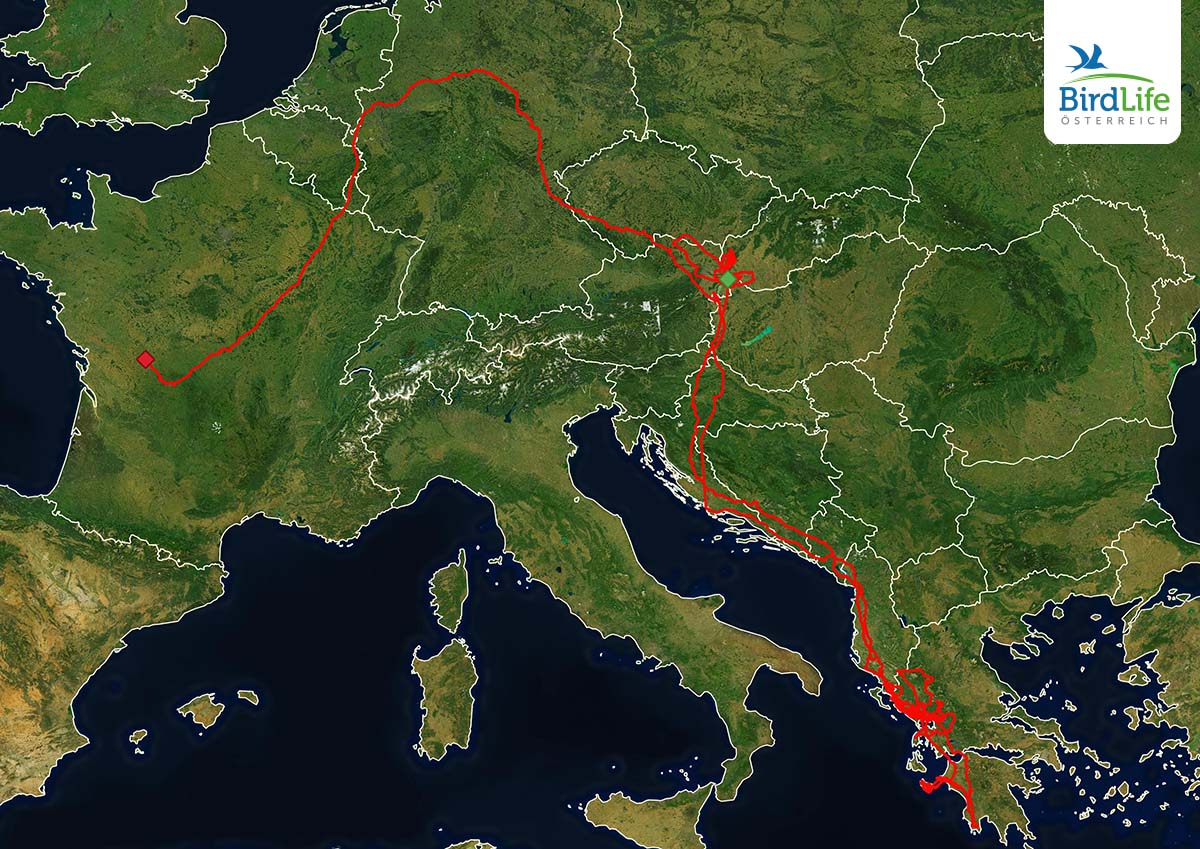 Aretimisia Map Tracking BirdLife Austria