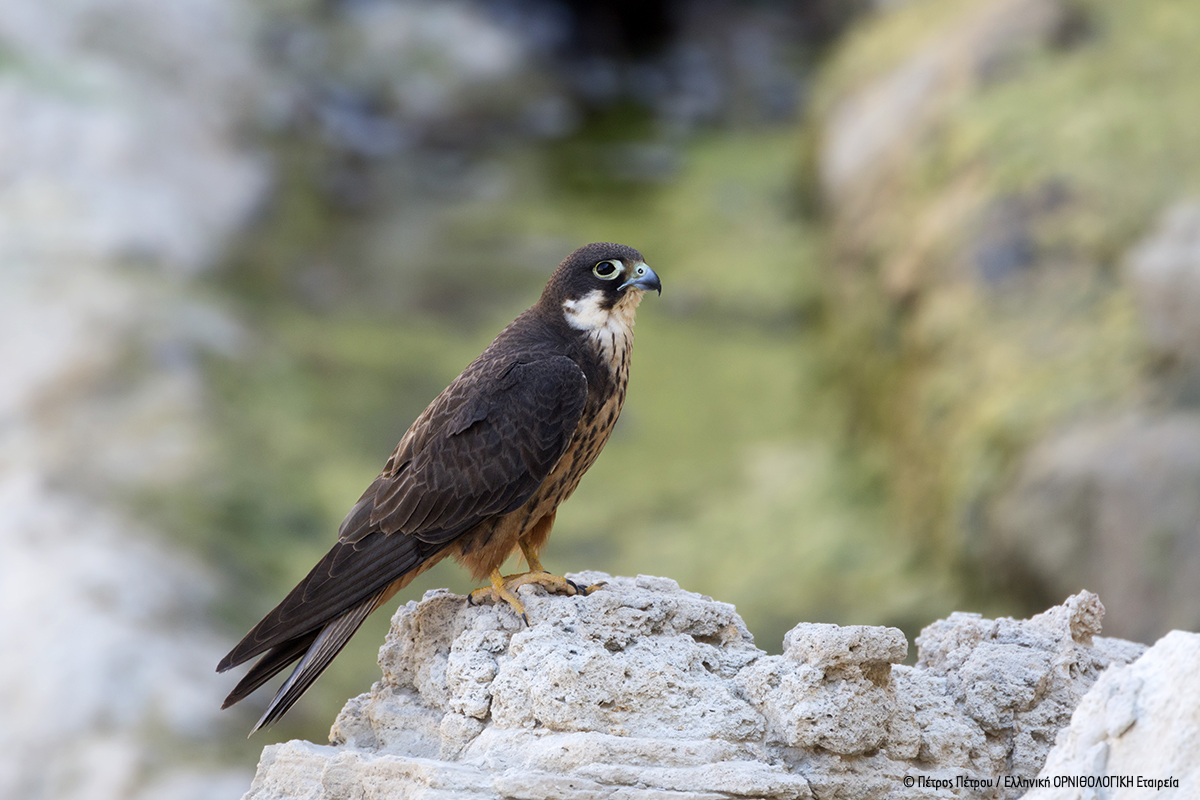 Falco eleonorae Antikythira PetrosPetrou ORNITHOLOGIKI