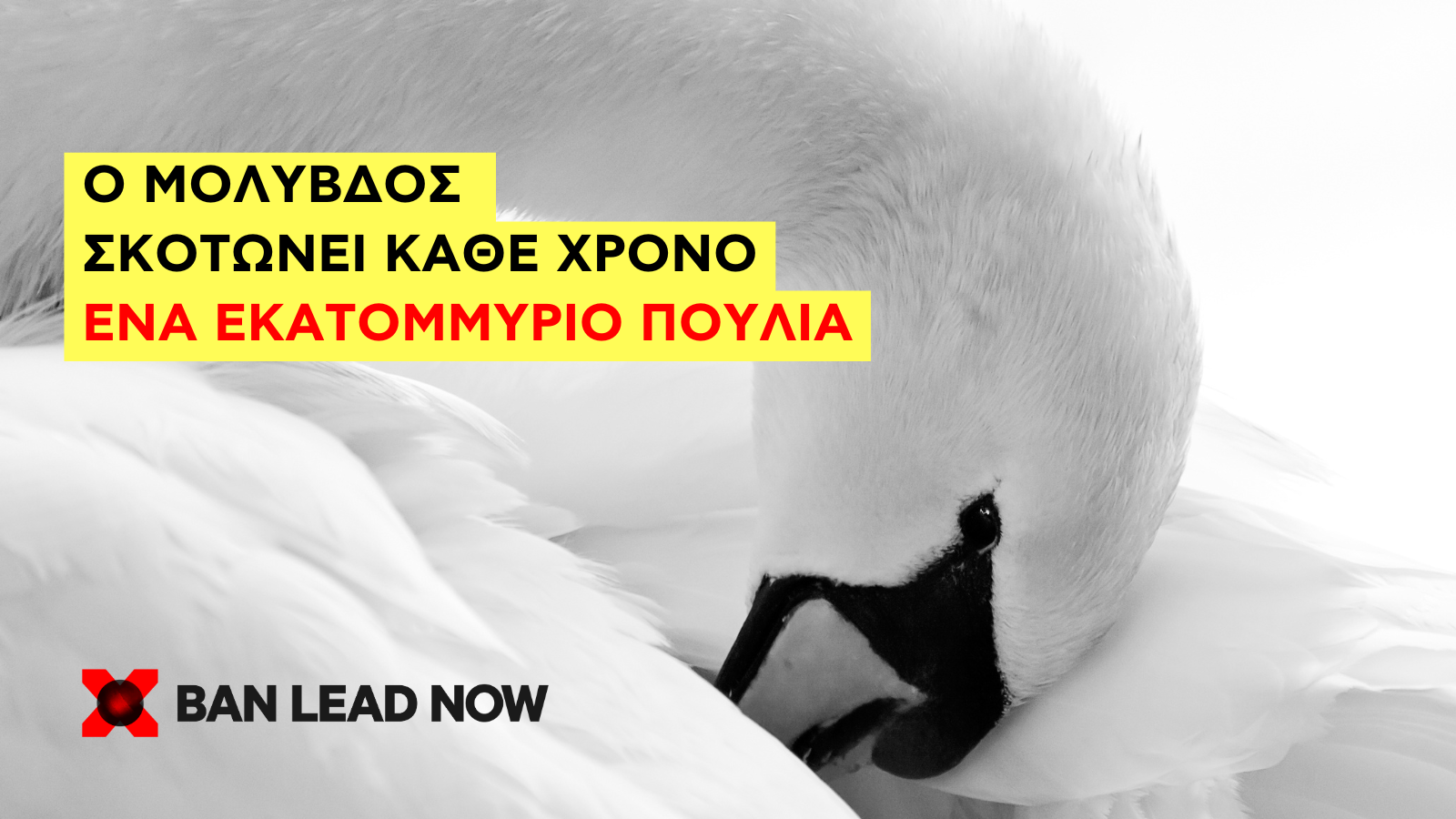 BanLeadNow Effects on birds swan