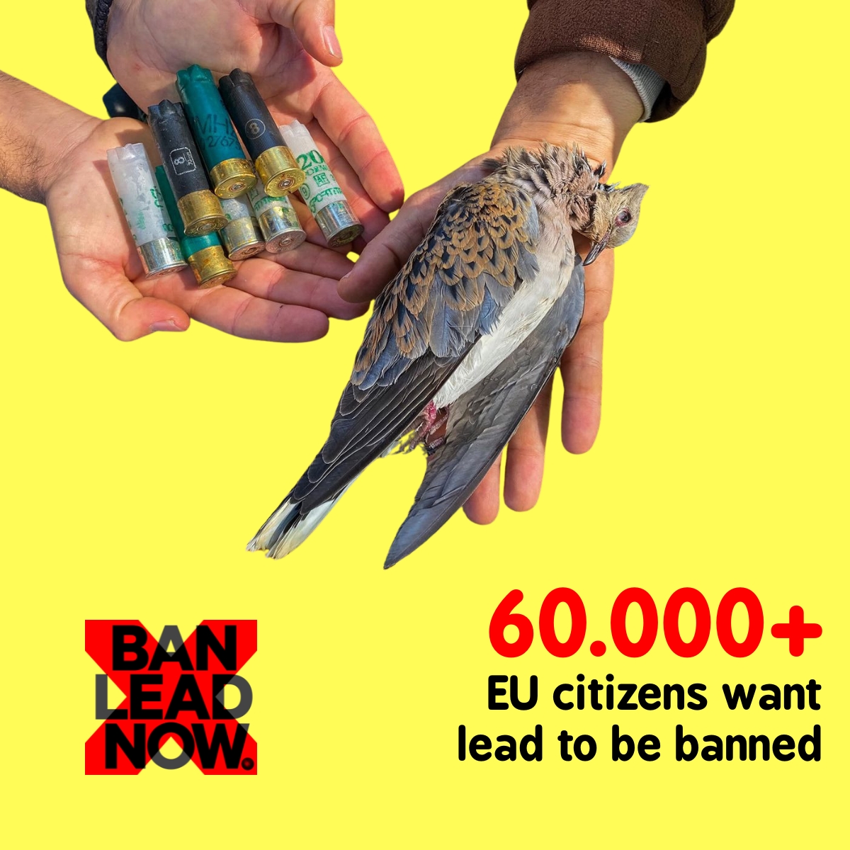 BanLeadNow new en