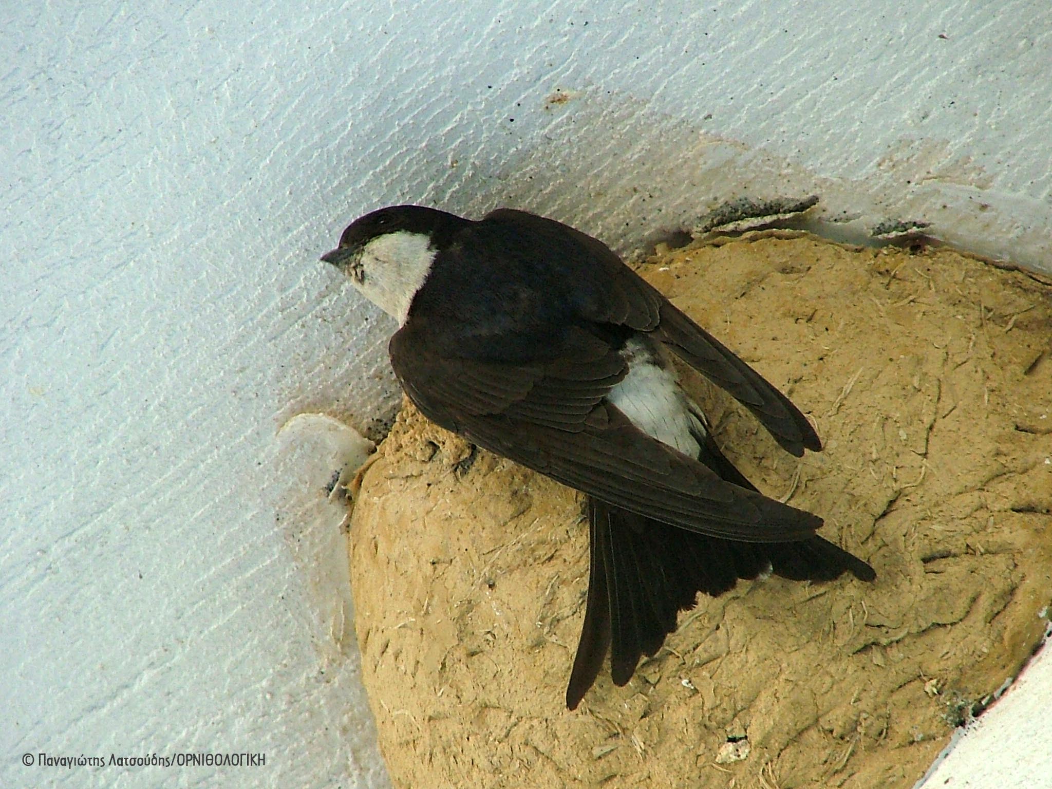 Delichon urbicum Leukoxelidono PanagiotisLatsoudis 2