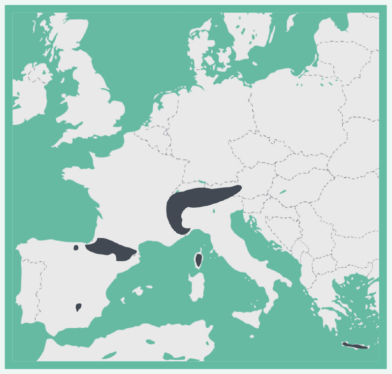 Bearded Vulture infographic map