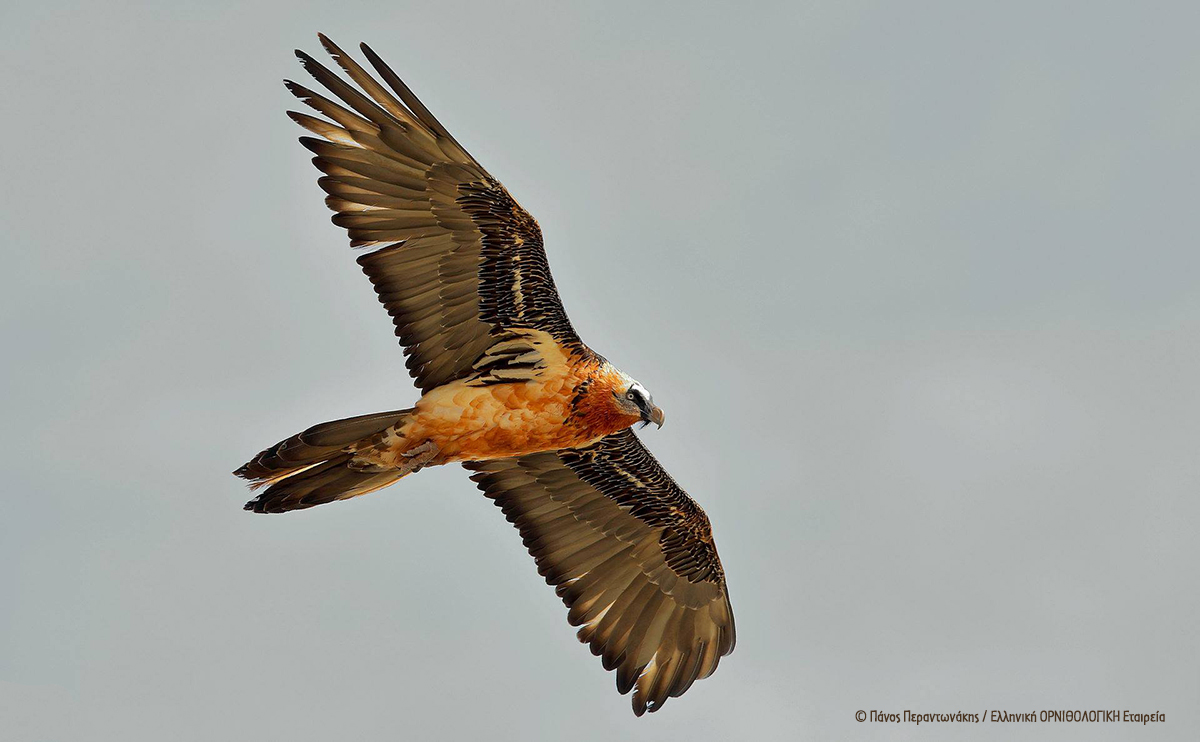 Gypaetus barbatus PanosPerantonakis 2