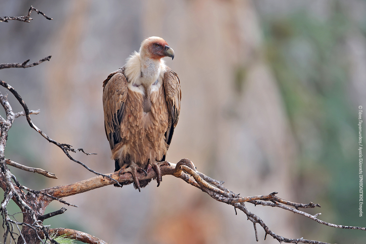 Gyps fulvus PanosPerantonakis