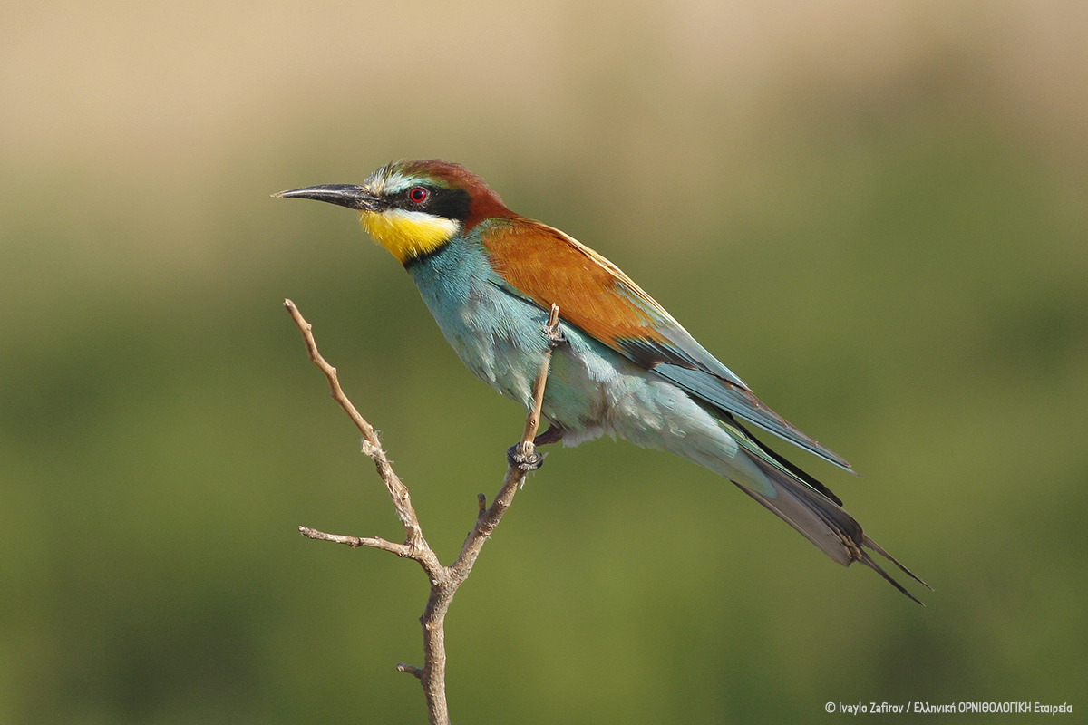 8 Merops apiaster IvailoZafirov 3