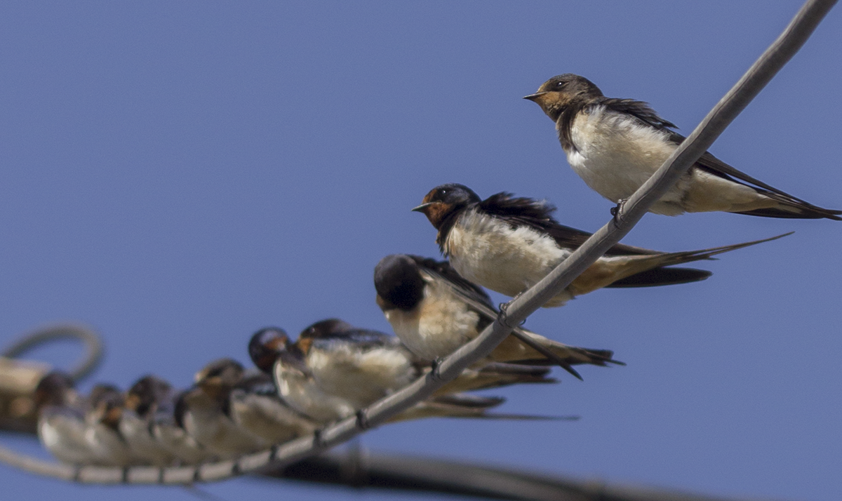 BIRDS 2016 09 19 Hirundo rustica 6454