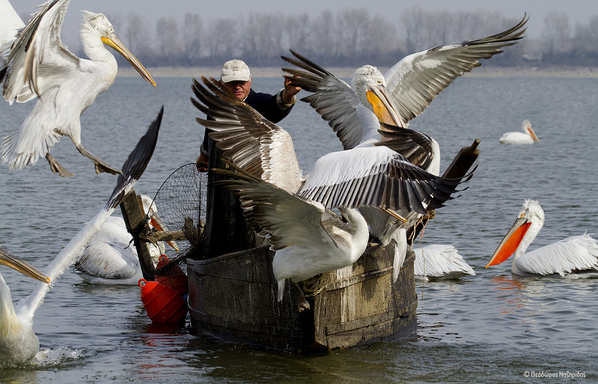 Fisherman and Pelicans on the boat1 TheodorosNaziridis