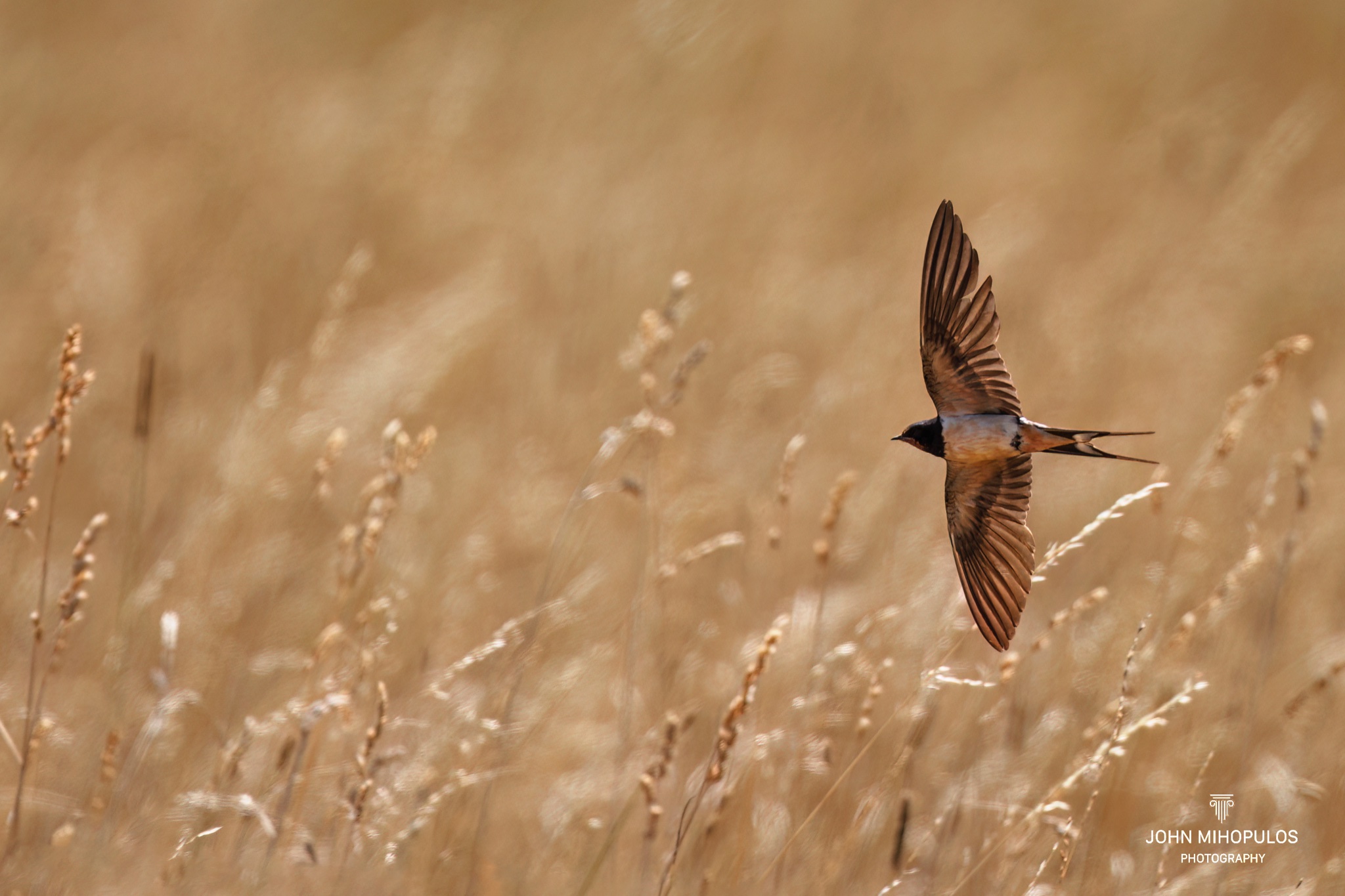 Hirundo rustica GiannisMihopoulos 2