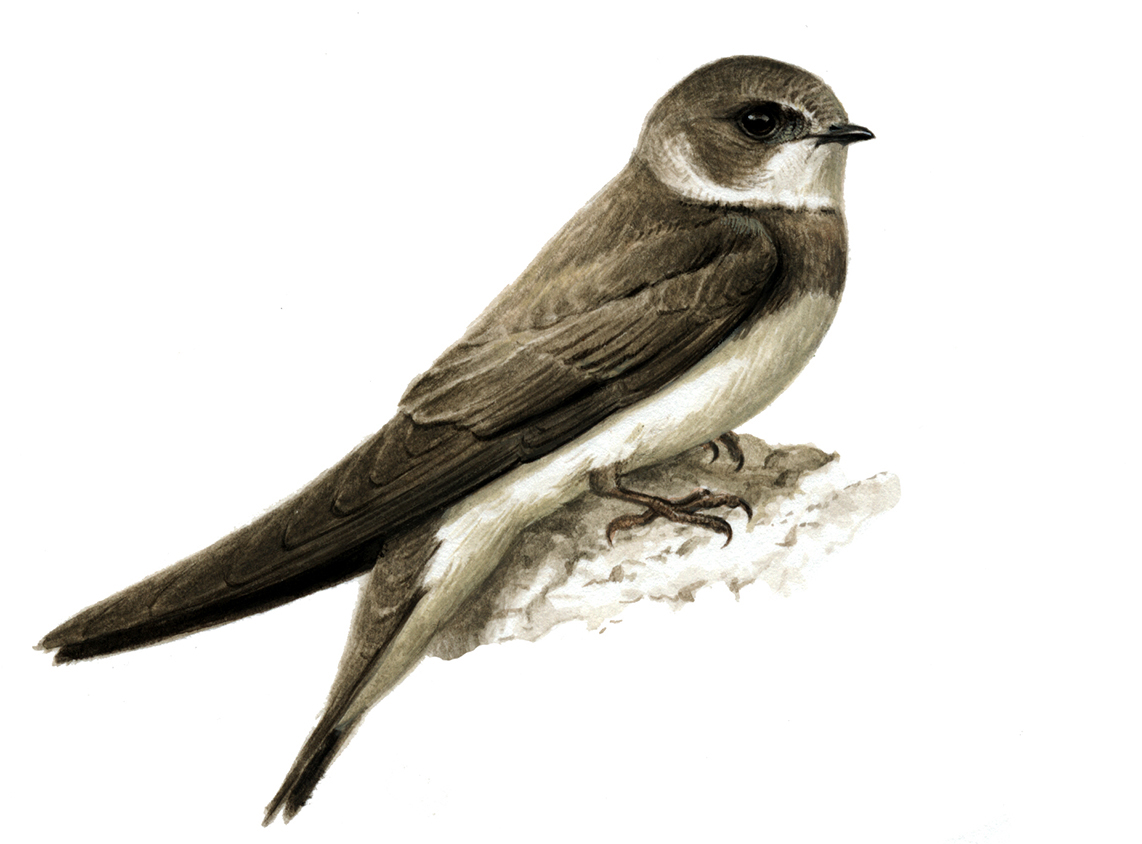 Riparia riparia web