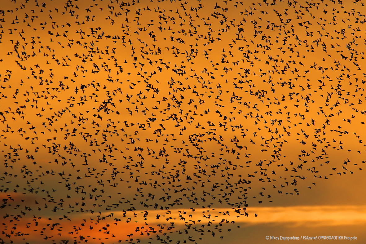Sturnus vulgaris NikosSamaritakis ORNITHOLOGIKI