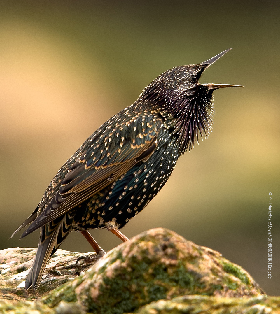 Sturnus vulgaris Paul Hackett ORNITHOLOGIKI