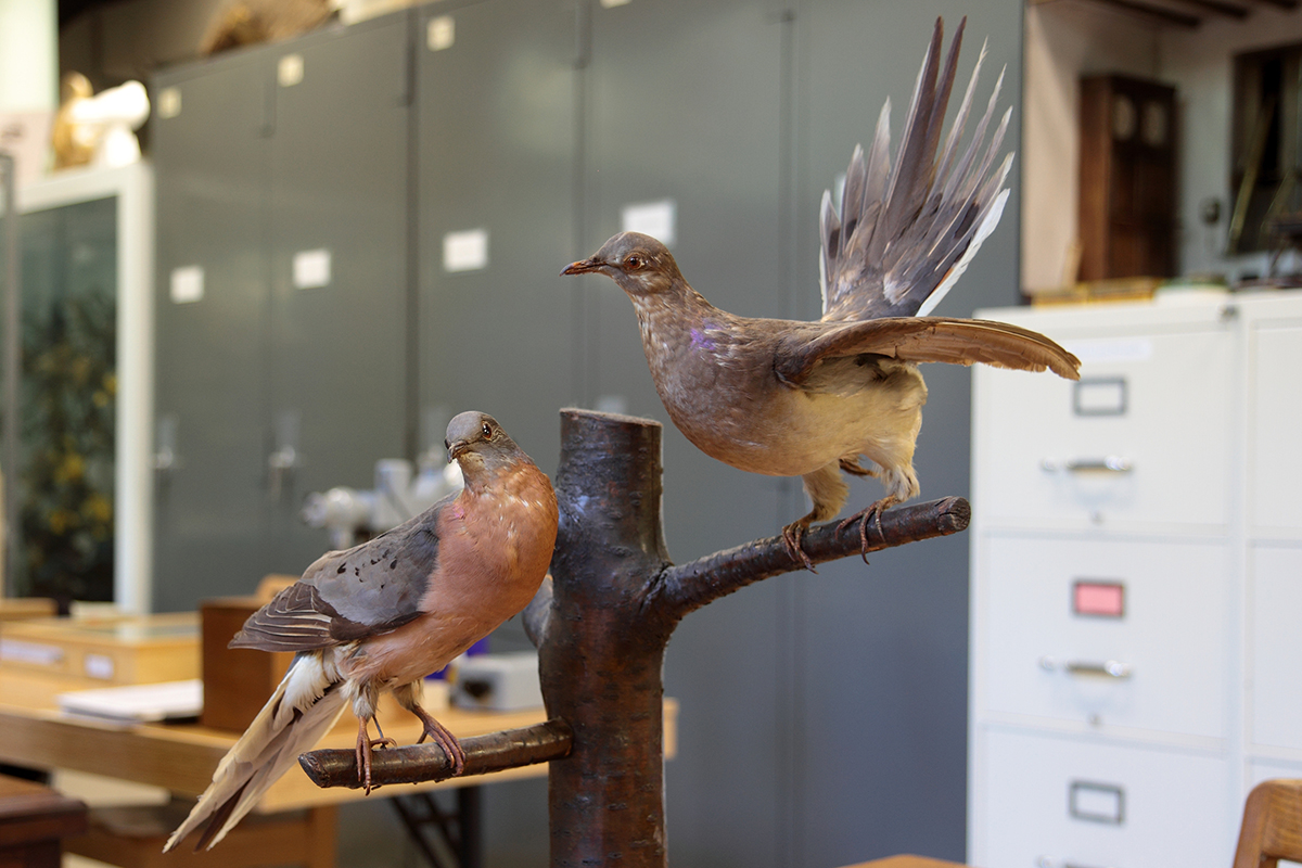 Ectopistes migratorius Passenger Pigeon taxidermied adults male and female. Teaching and research collections Laval University Library