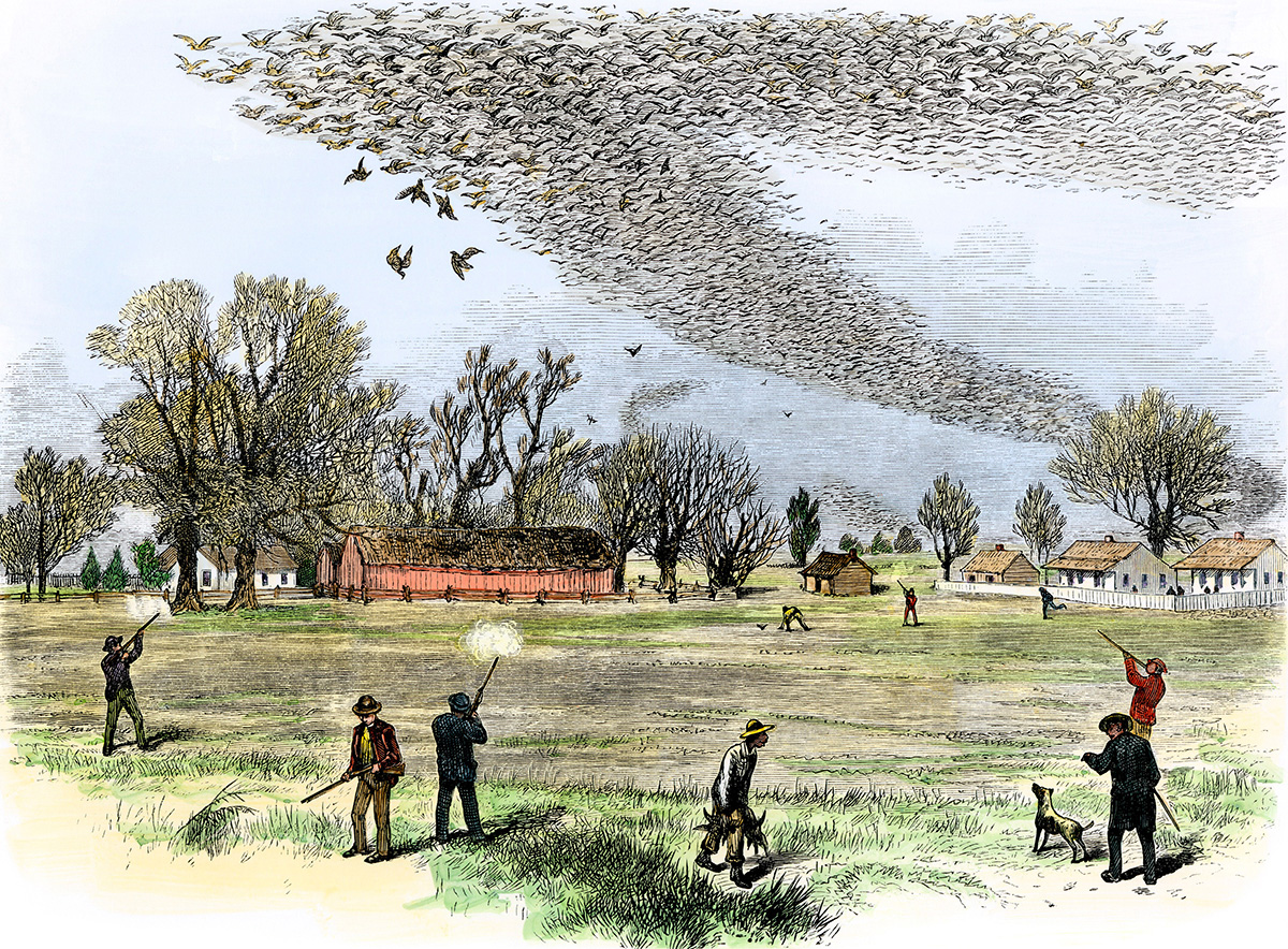 Passenger pigeon flock being hunted in Louisiana. The Illustrated Shooting and Dramatic News