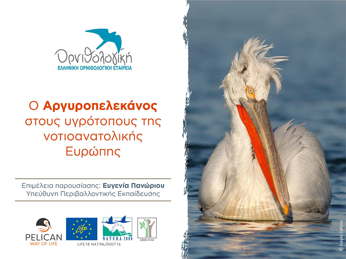 Presentation O Argyropelekanos stous Ygrotopous tis NA Europis 1