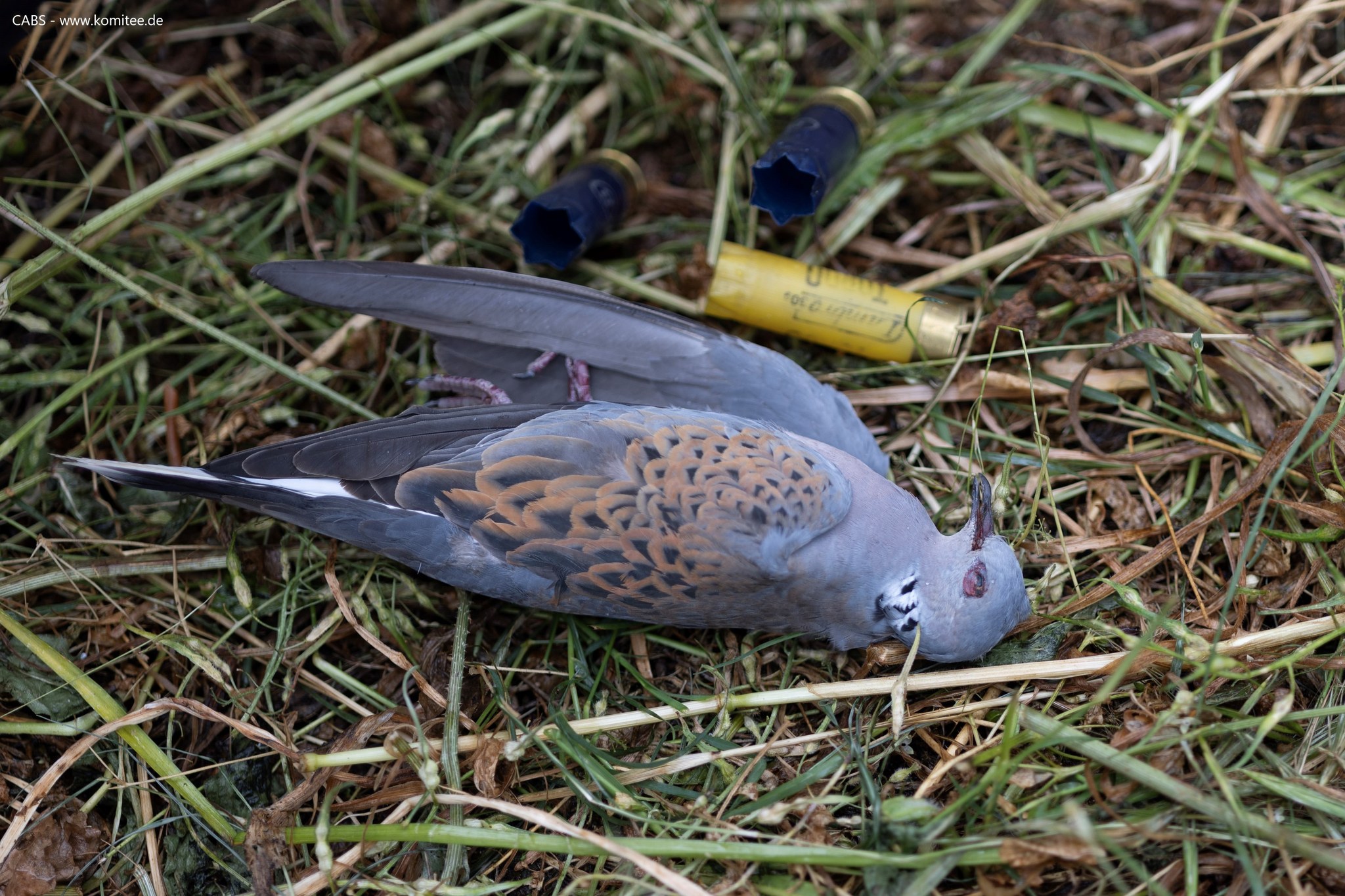Regulatory Decision on Hunting 2025–2026: The stance of the Ministry...