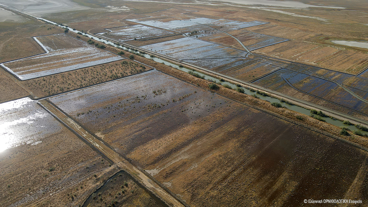 Wet grassland restoration in the Evros Delta