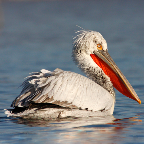 banner pelican