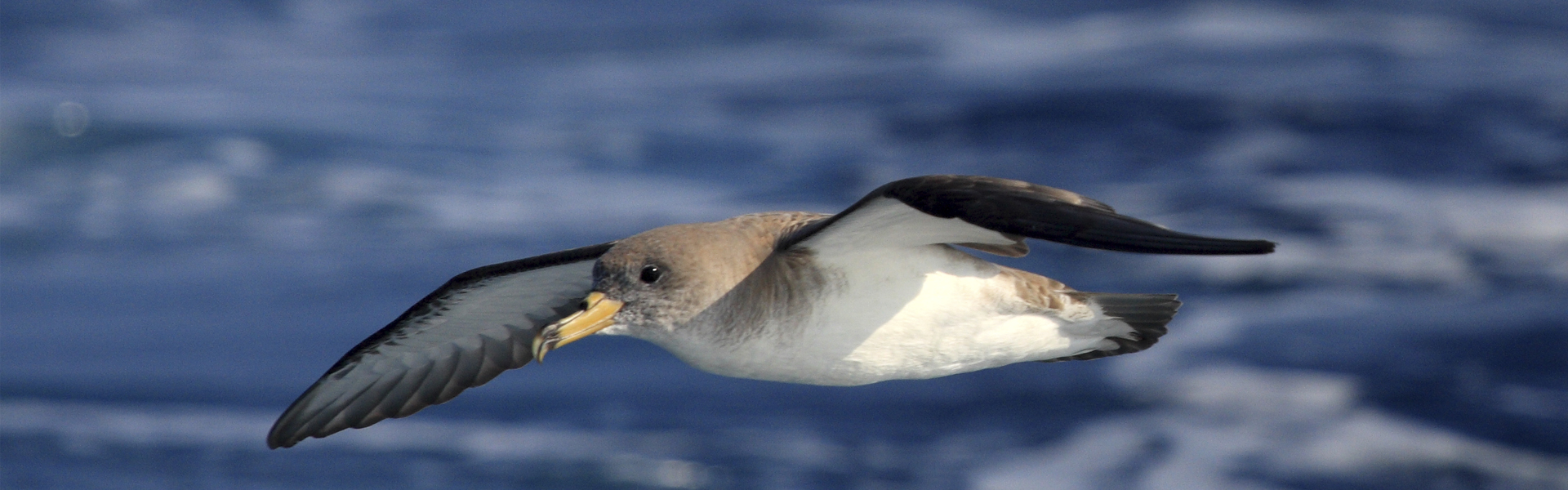 New report: EU countries failing to protect seabirds