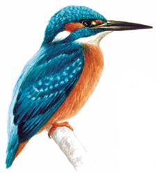 Alcedo atthis2