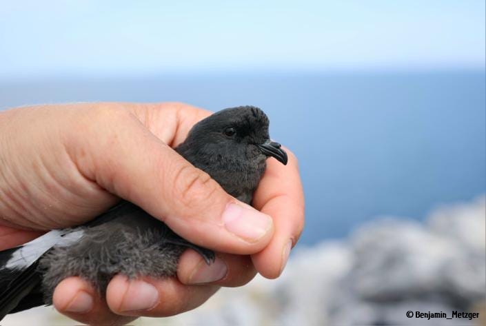Photo2 Hydrobates BenMetzger ORNITHOLOGIKI