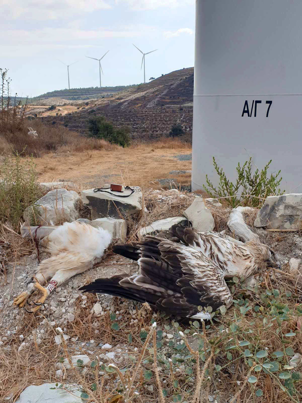Bonellis Eagle collision WindPark Cyprus 1