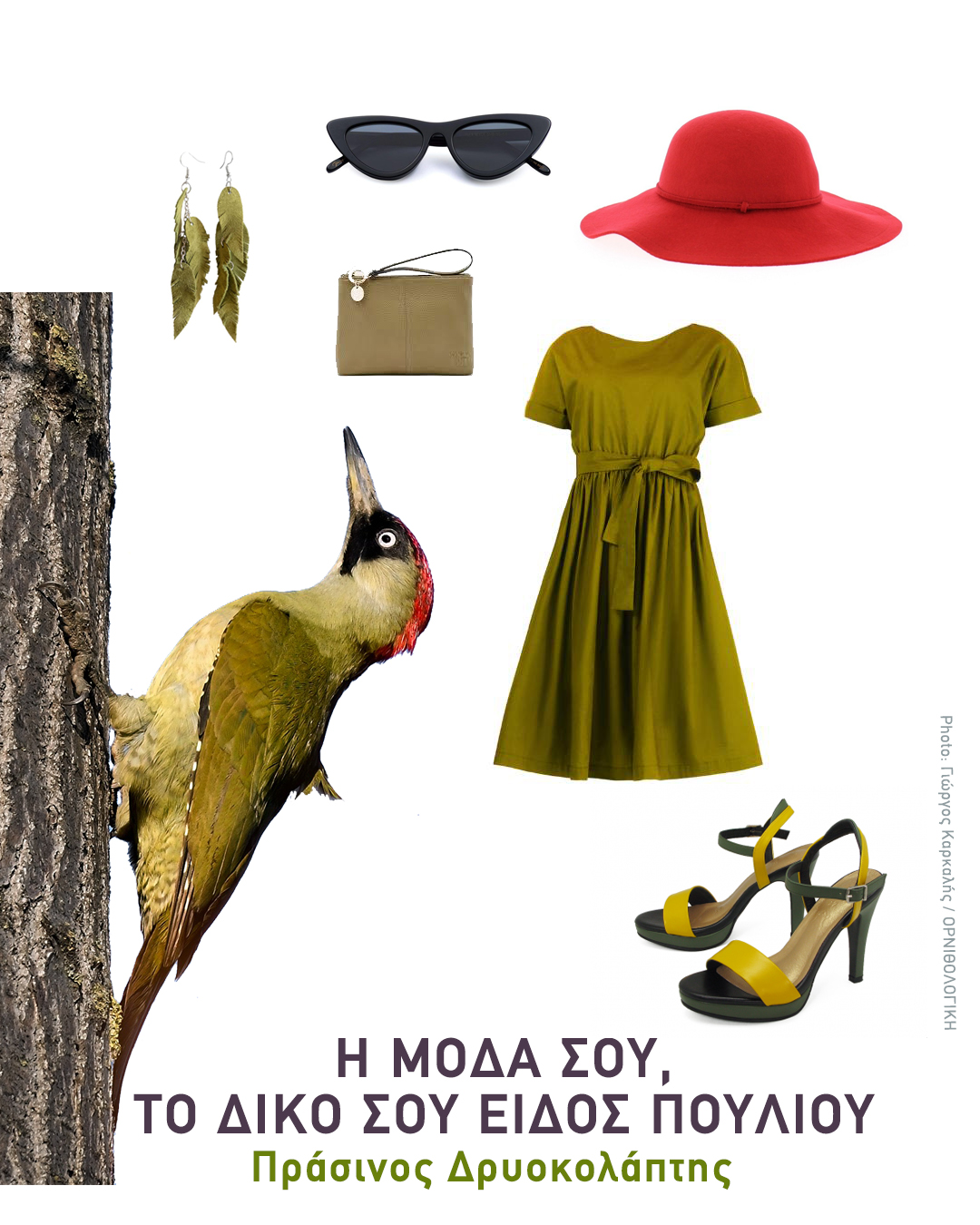 fashion bird Picus viridis