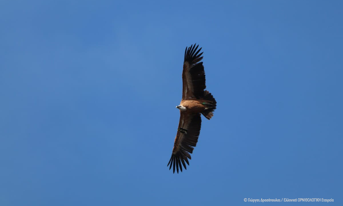 2025 02 04 Gyps fulvus GDrossopoulos cr