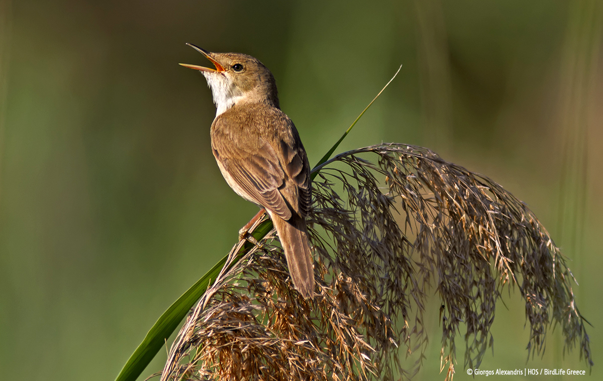 Acrocephalus scirpaceus GiorgosAlexandris cr