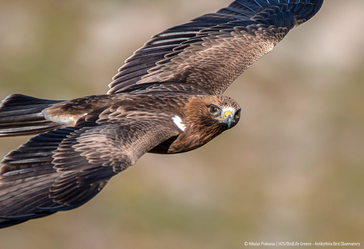 Booted eagle Aquila pennata ABO as2024 Nikolas Probonas