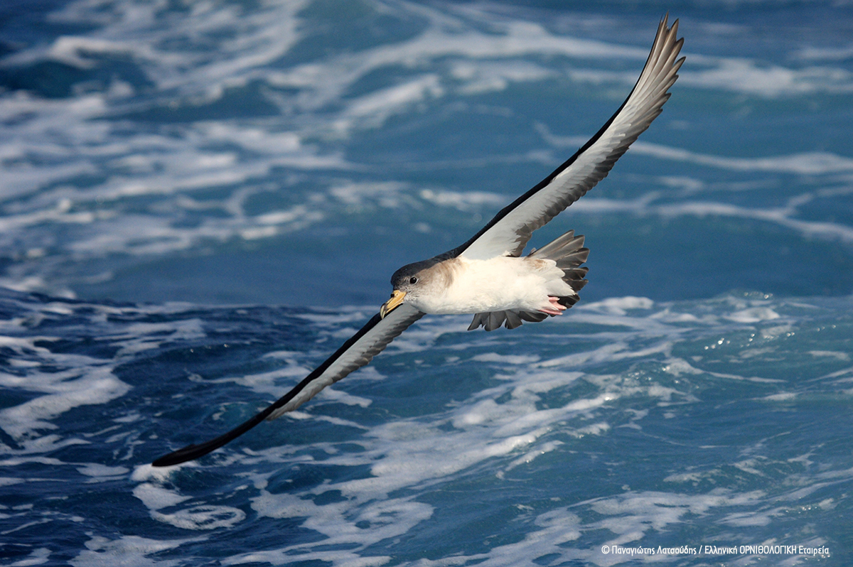 Calonectris diomedea PanagiotisLatsoudis HOS BirdLifeGreece cr