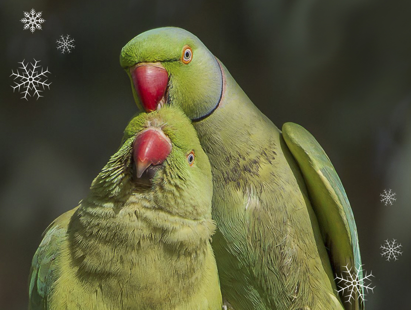 Christmas Parrot Count 2022 banner