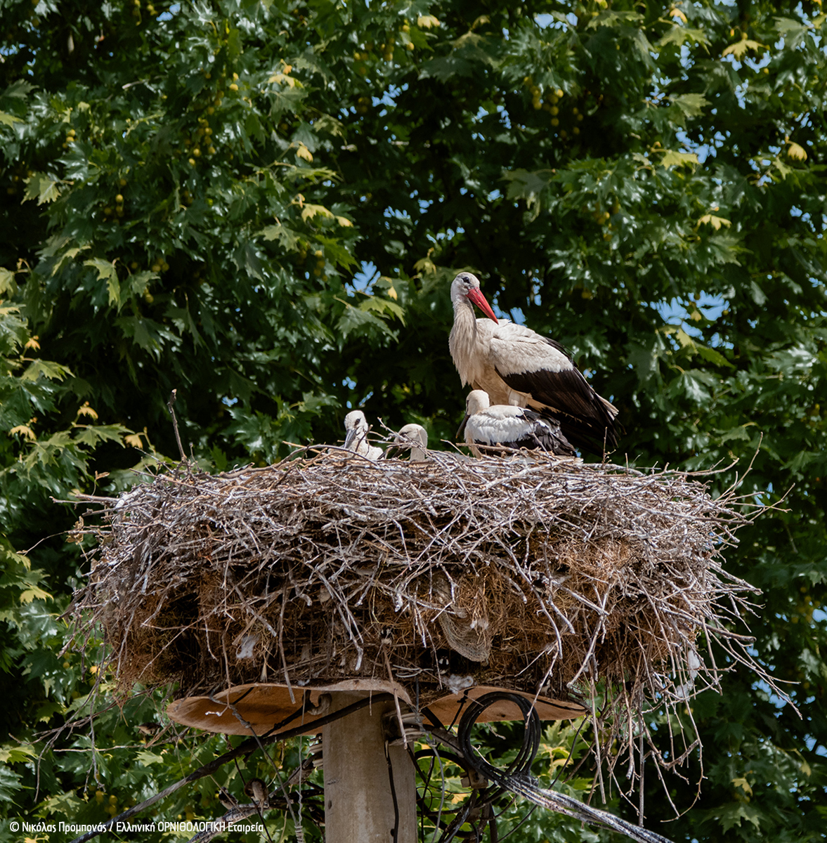 Ciconia ciconia NikolasProbonas WhiteStorkCount 4 περιοχή Κάμπου Ημαθίας cr