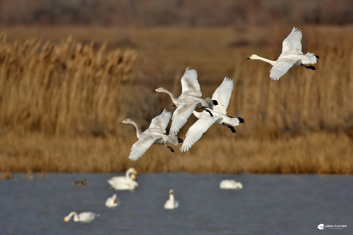 Cygnus columbianus ChrisVlachos