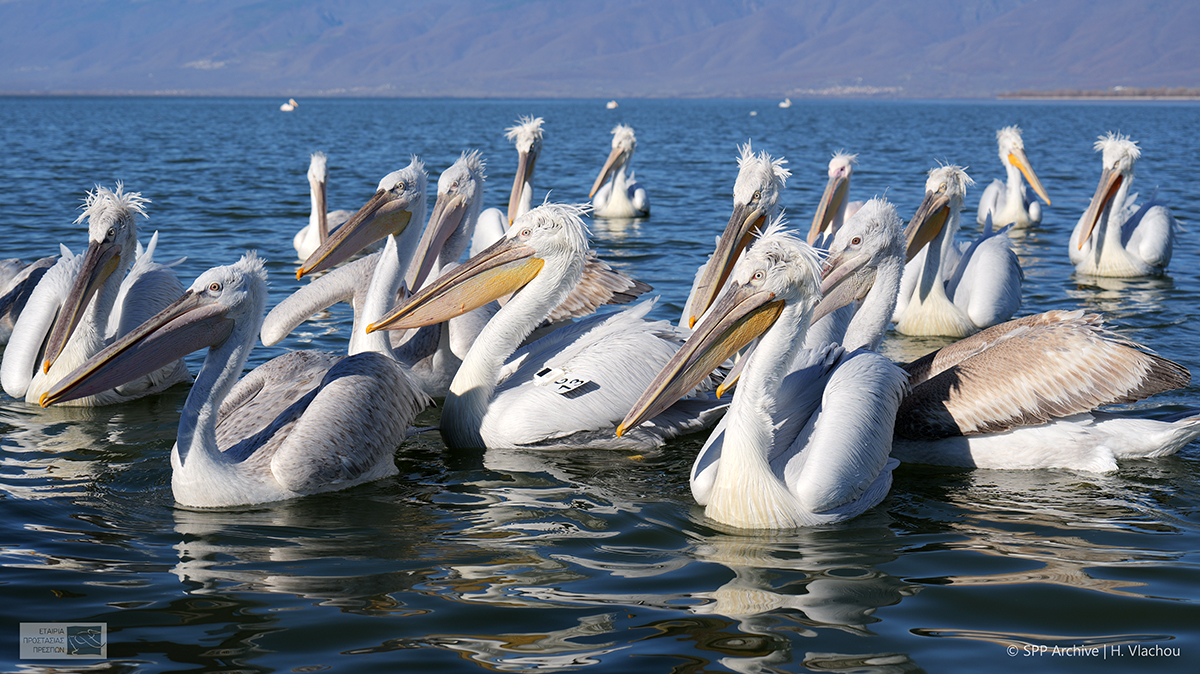 Dalmatian pelican HVlachou SPPArchive low