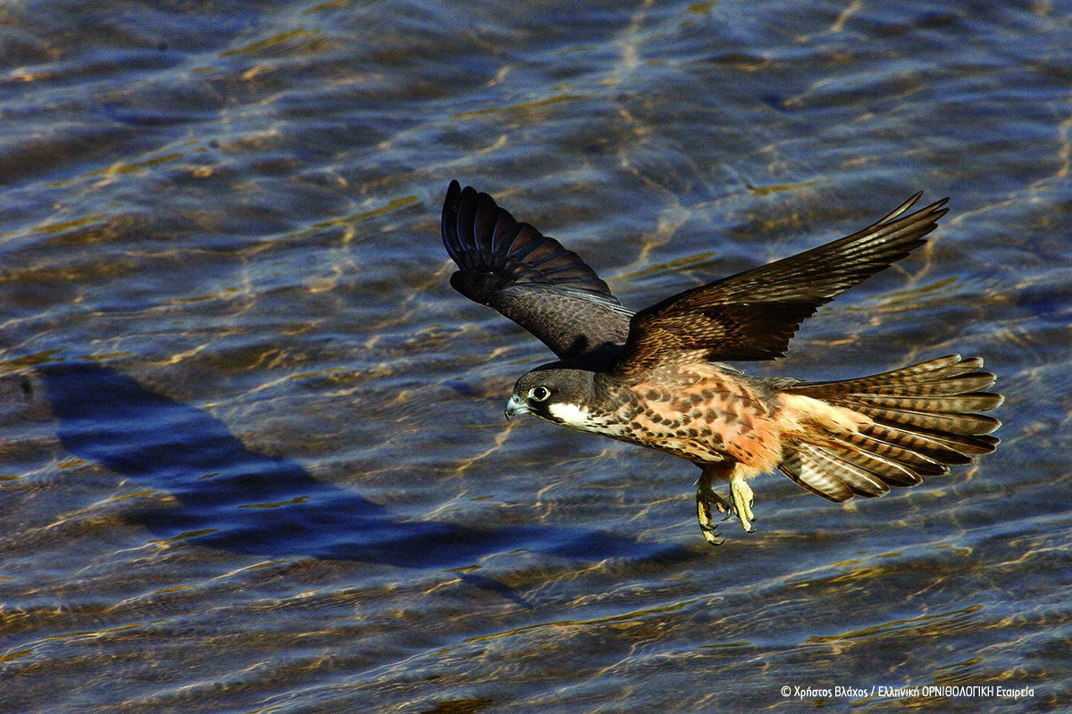 Falco eleonorae ChrisVlachos HOS BirdLifeGreece cr