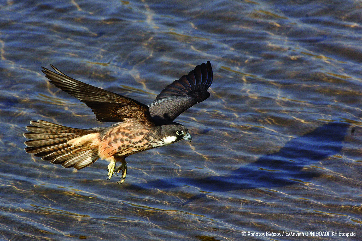 Falco eleonorae ChrisVlachos ORNITHOLOGIKI