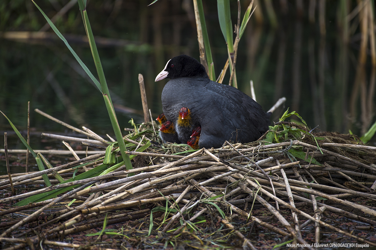 Fulica atra Amvrakikos NikosMpoukas