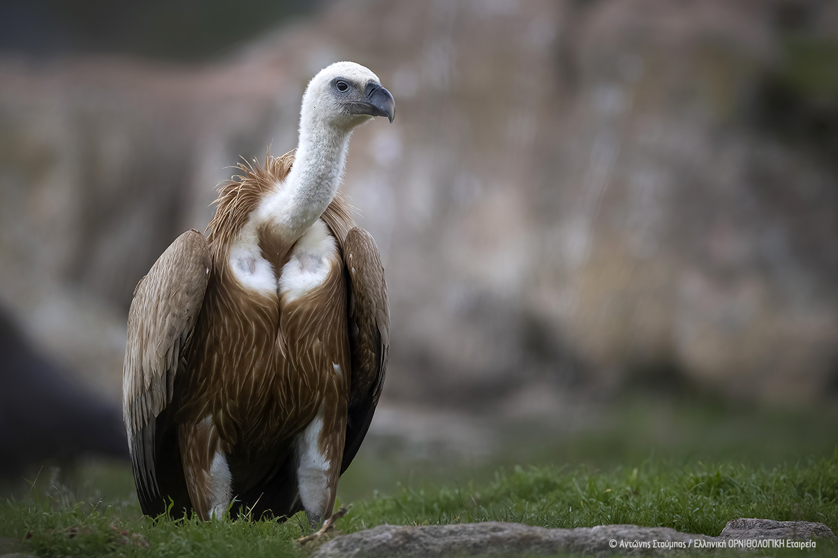 Gyps fulvus Antonis Stoubas ORNITHOLOGIKI