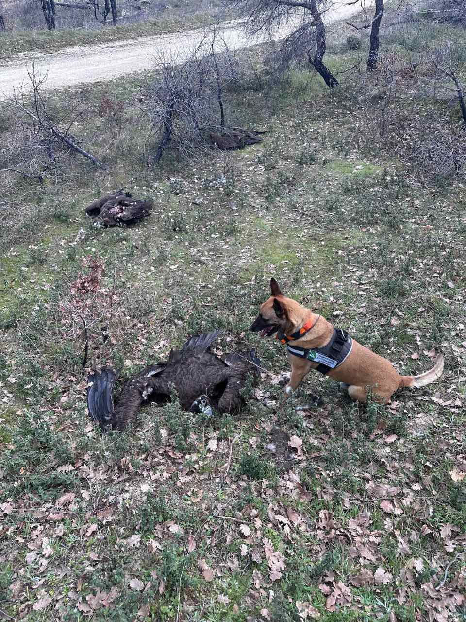 Mavrogypas poisoning Dadia Εταιρεία Προστασίας Βιοποικιλότητας Θράκης 1