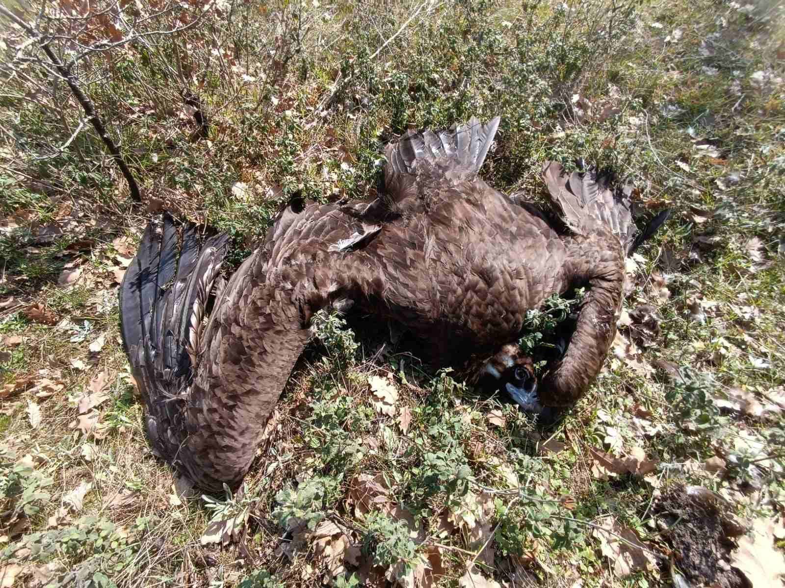 Περιστατικό Μαζικής Δηλητηρίασης Μαυρόγυπων: Πρακτικά Ενημερωτικής Συνάντησης Μεταξύ Ομάδας Εργασίας...