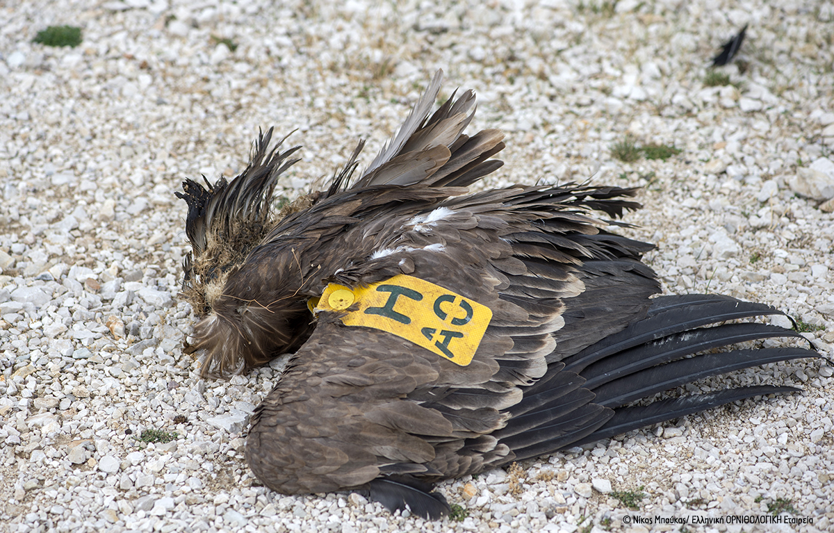 Ornio apokefalismeno Akarnanika NMpoukas ORNITHOLOGIKI