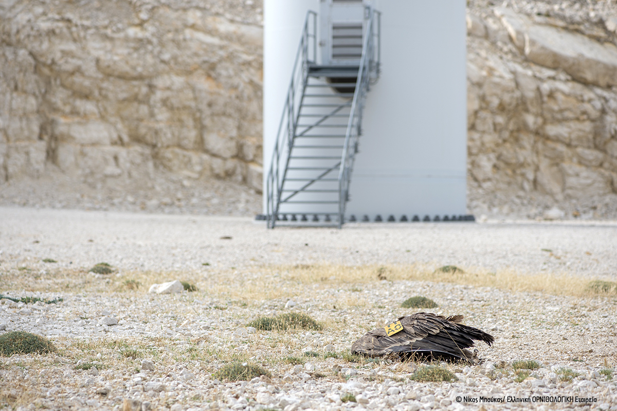 Ornio apokefalismeno Akarnanika N Mpoukas ORNITHOLOGIKI 1