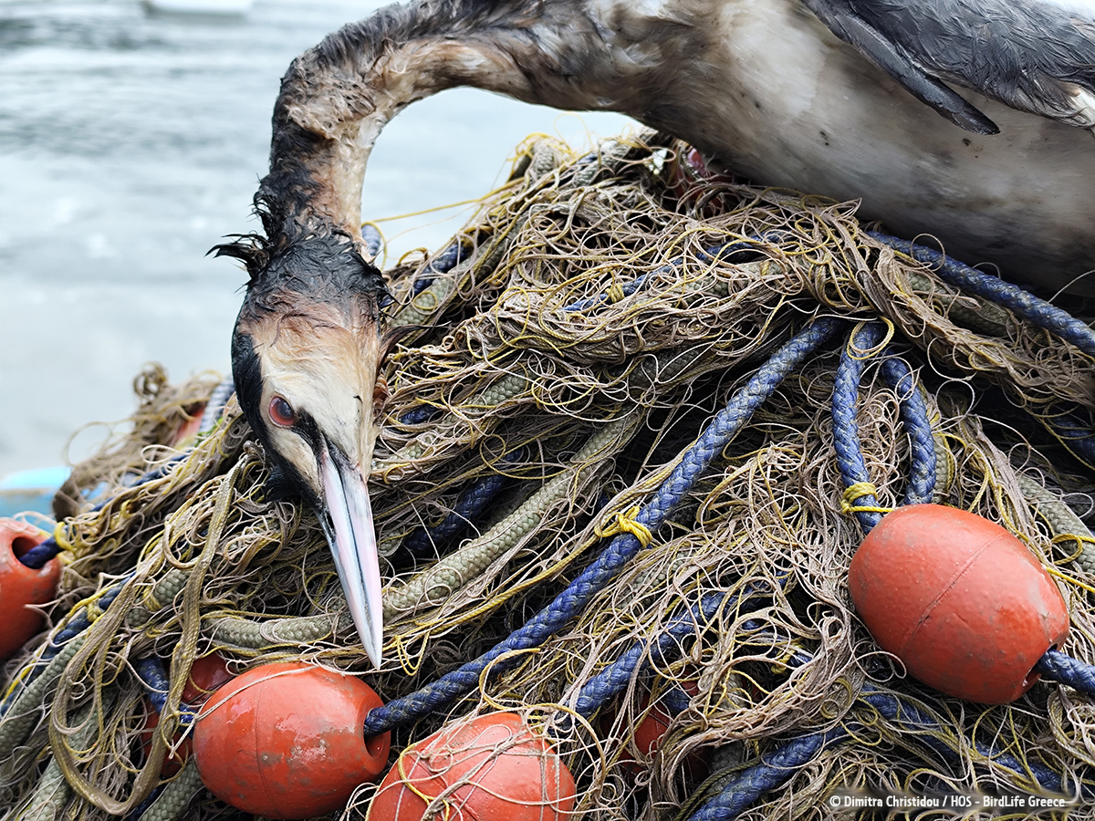 PP bycatch DChristidou cr