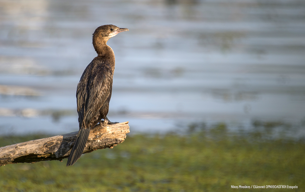 Phalacrocorax pygmeus Amvrakikos NikosMpoukas