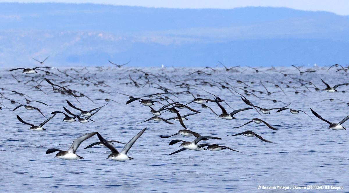 Puffinus yelkouan Lesvos Ben Metzger