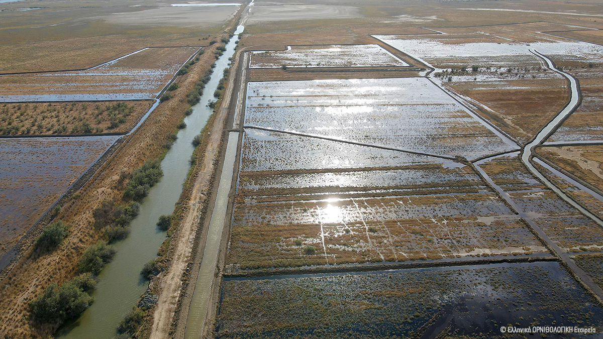 Restoration Evros Delta ORNITHOLOGIKI 2