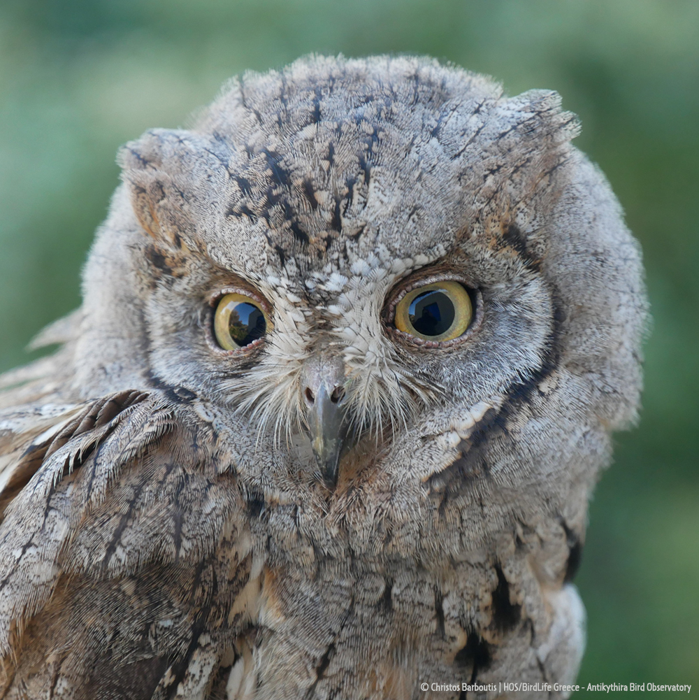 Scops Owl ss2023 Ch Barbouti ABO cr