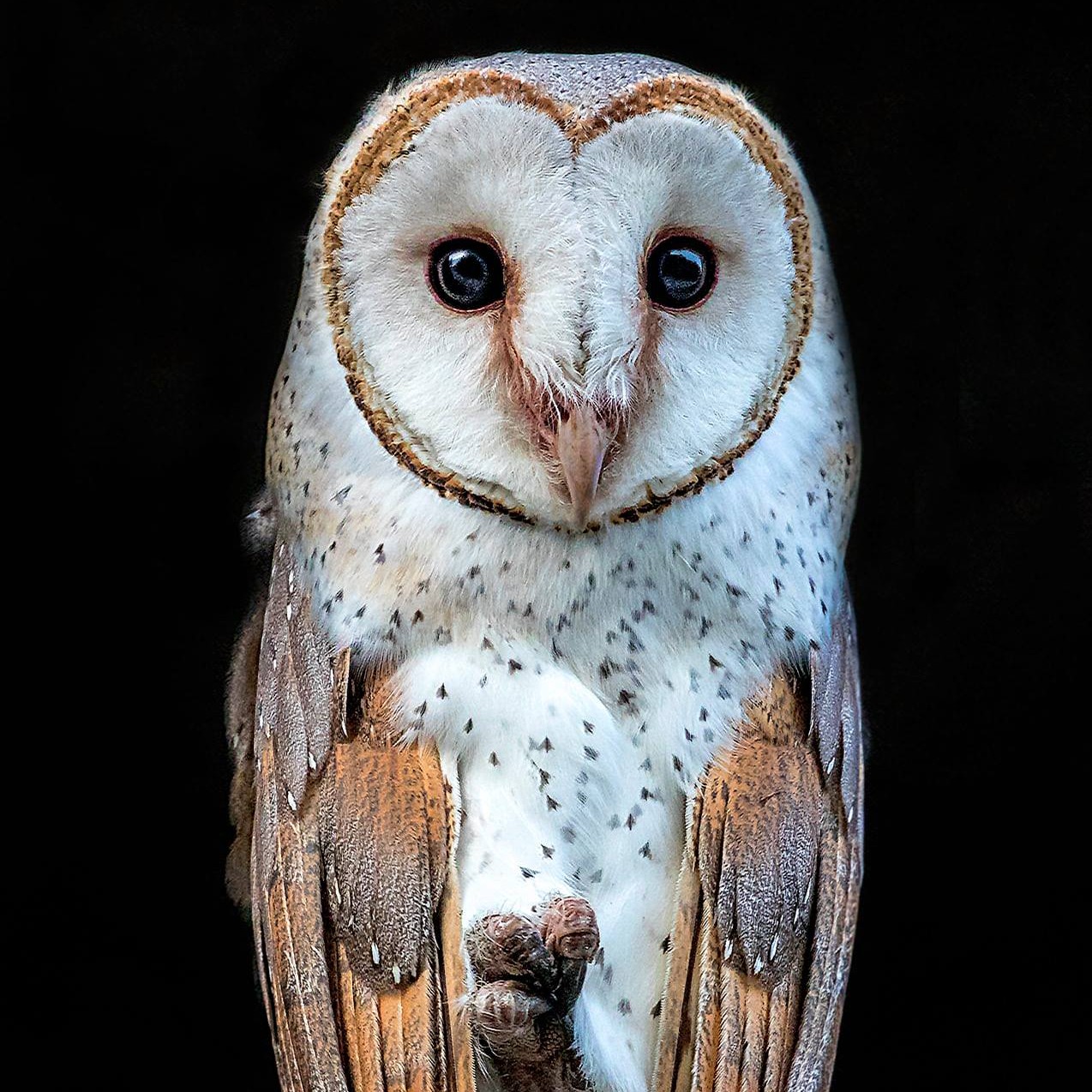 Tyto alba Debashis Mukherjee
